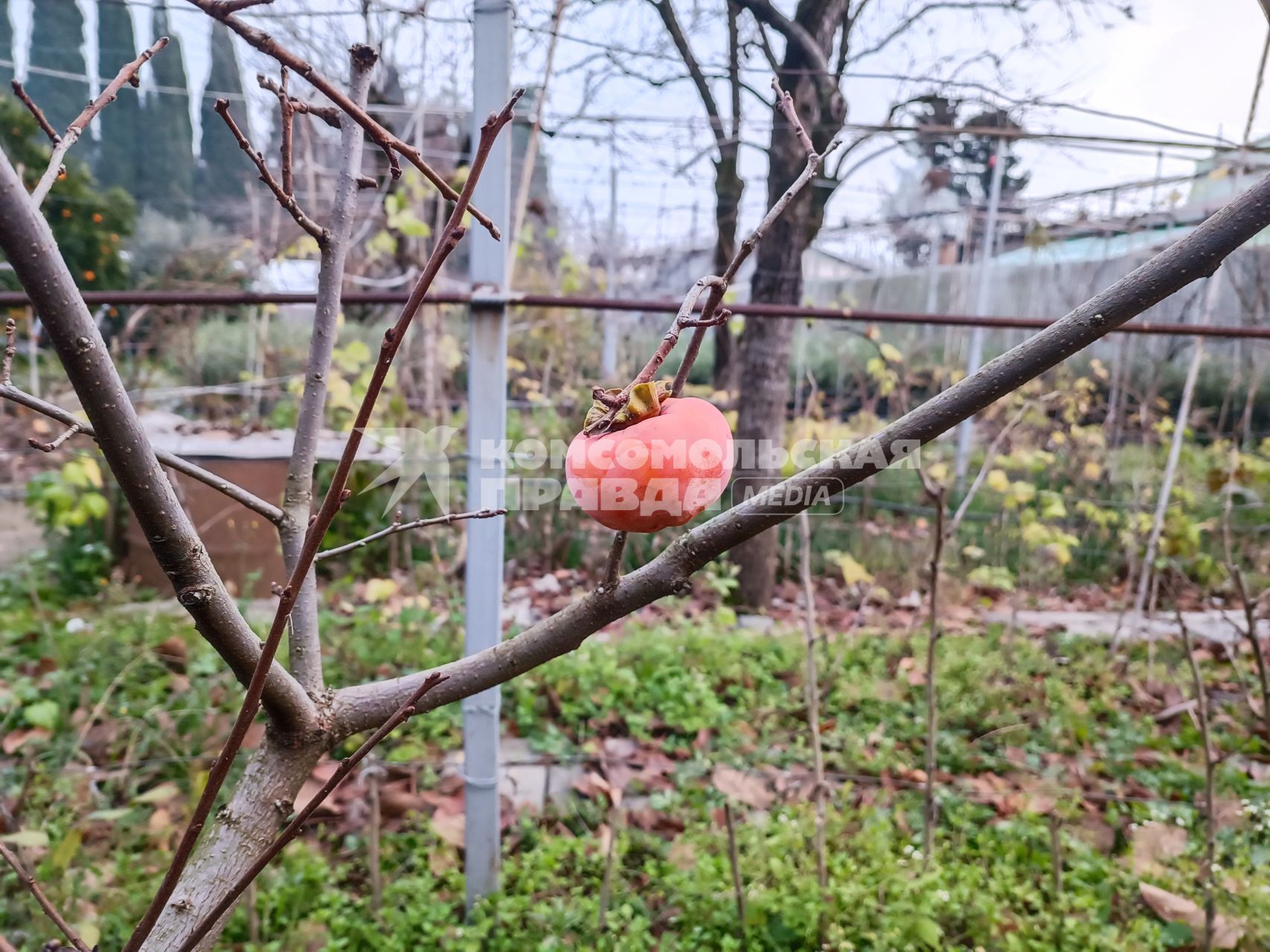 В Сочи разбивают плантации для выращивания экзотических фруктов