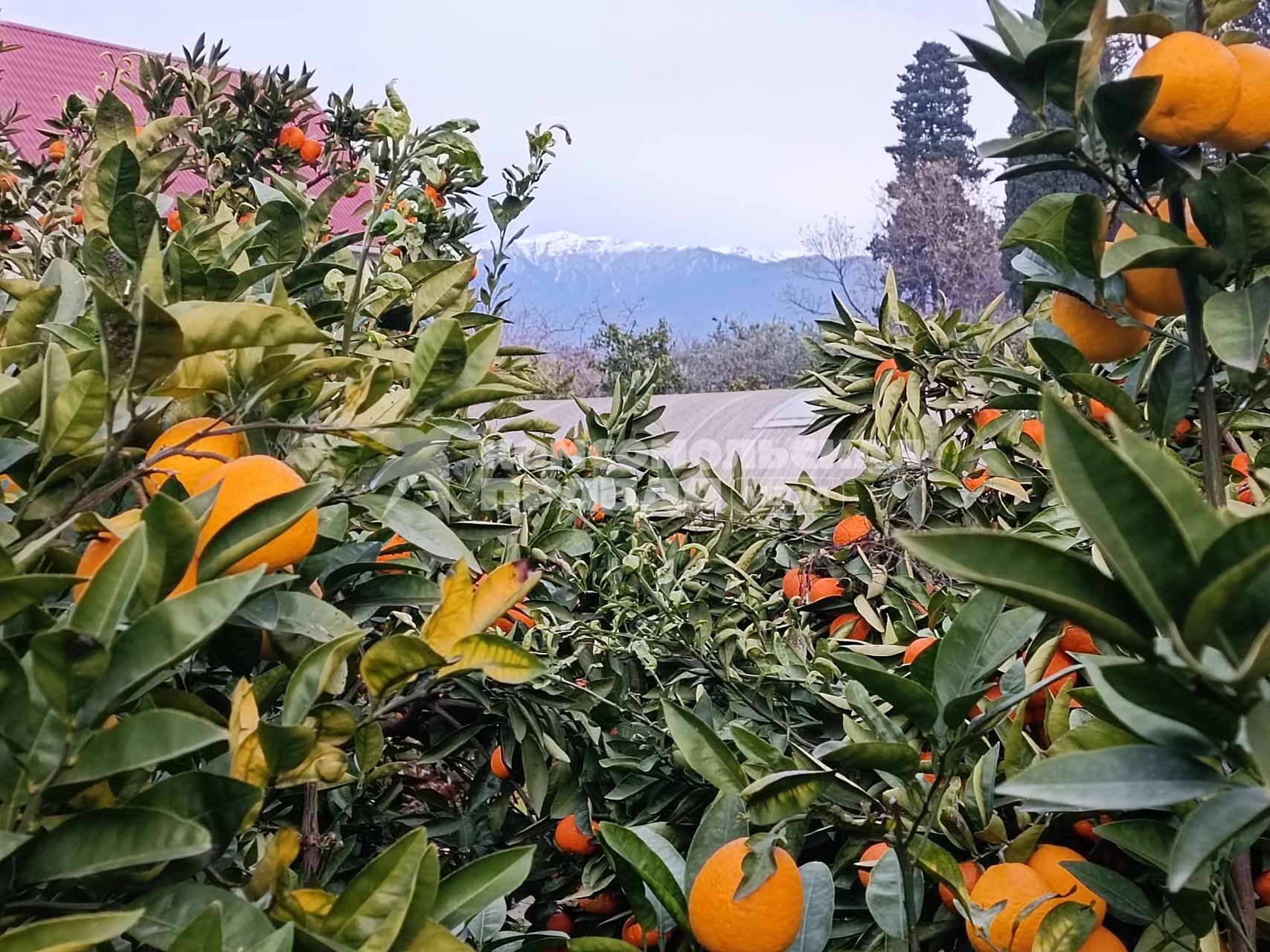 В Сочи разбивают плантации для выращивания экзотических фруктов