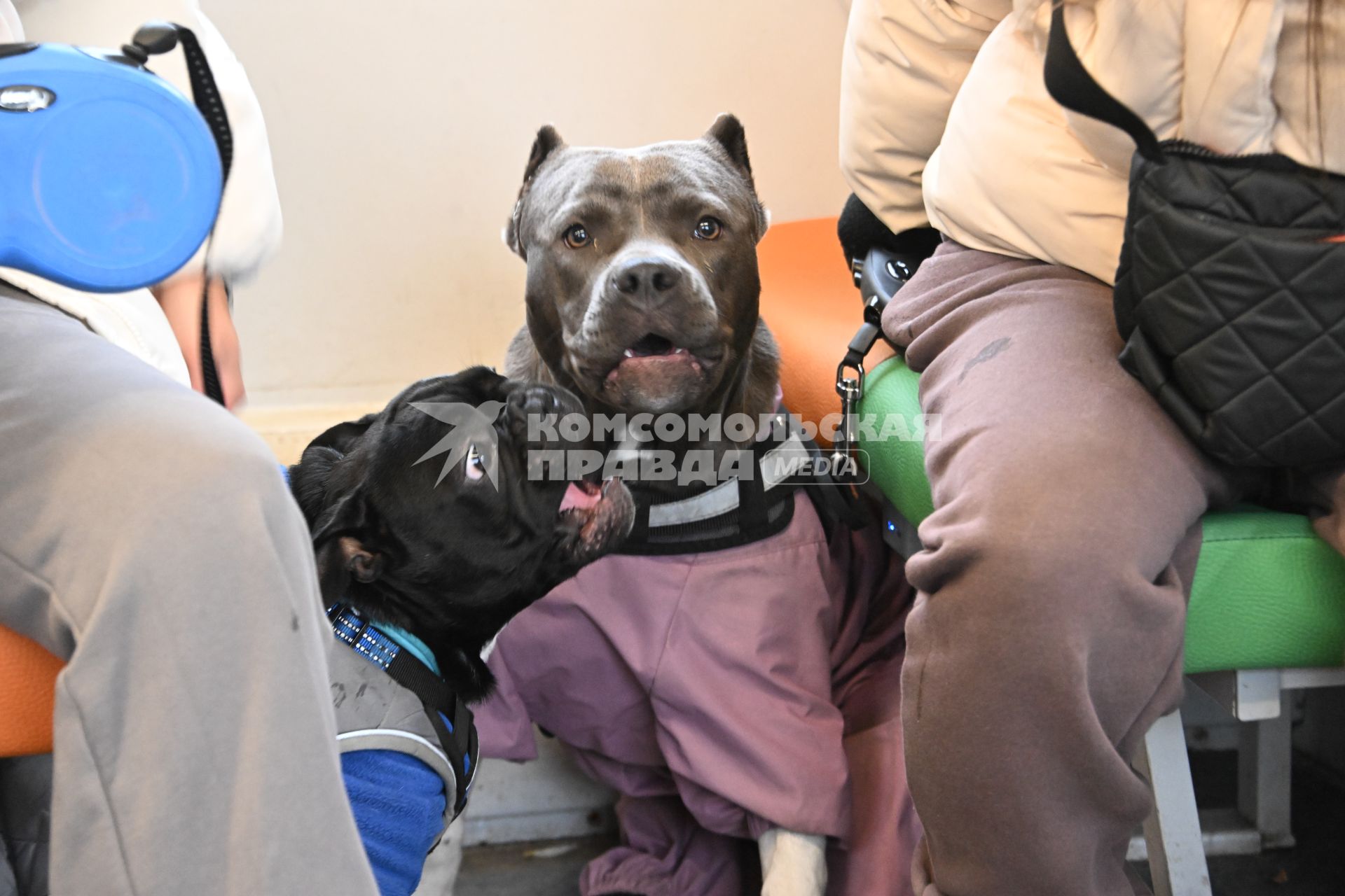 Девушки с собаками в электричке