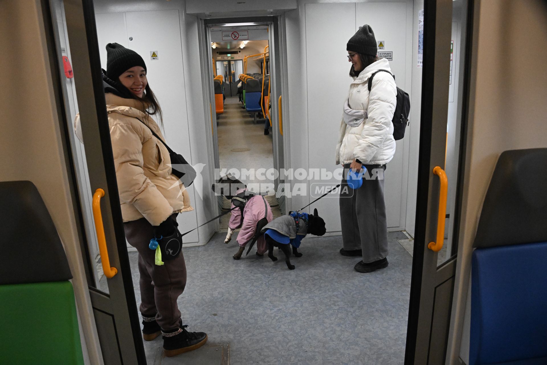 Девушки с собаками в электричке