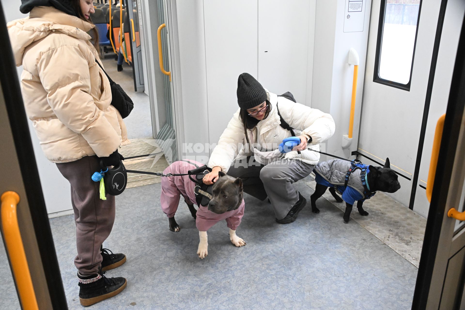 Девушки с собаками в электричке