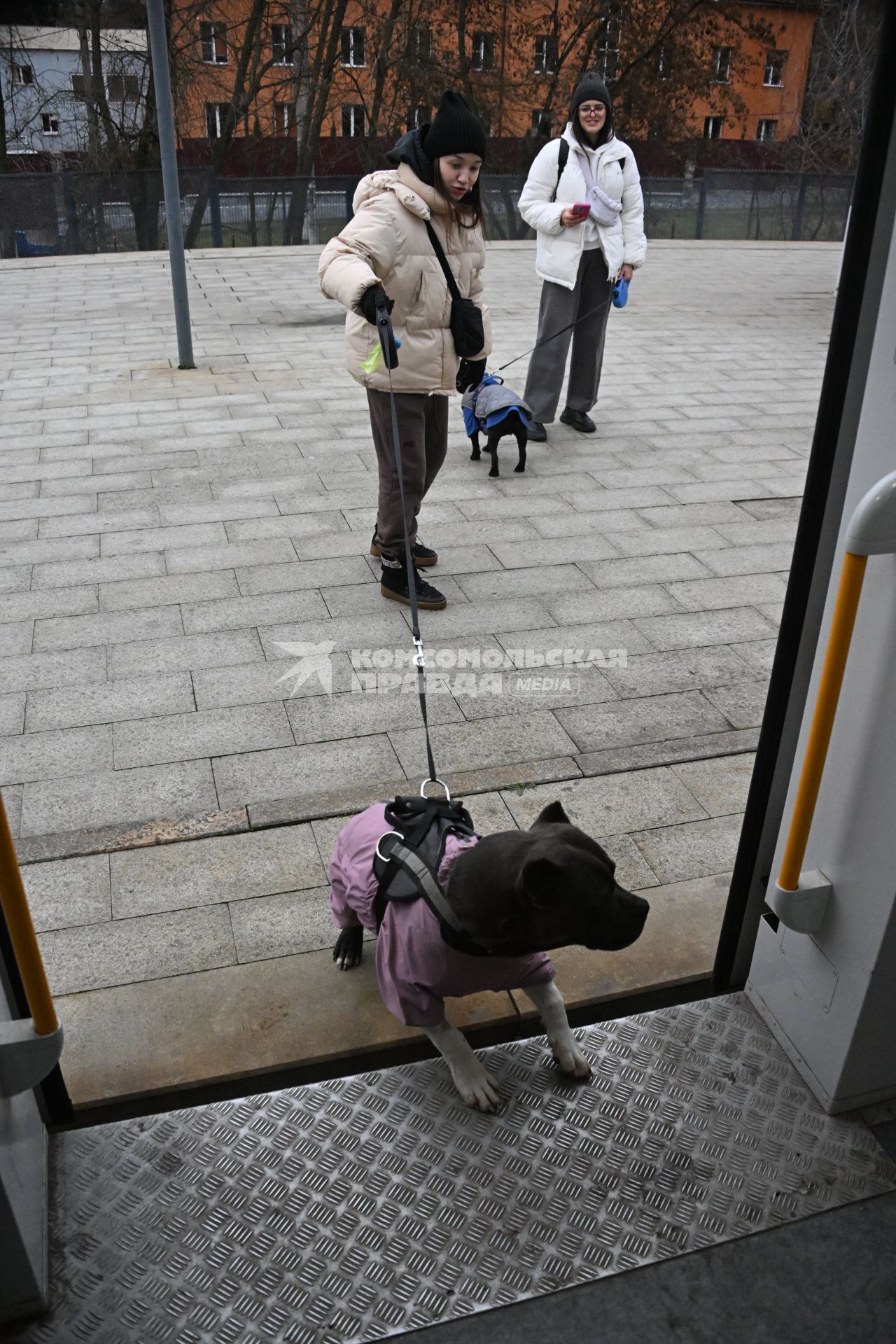 Девушки с собаками