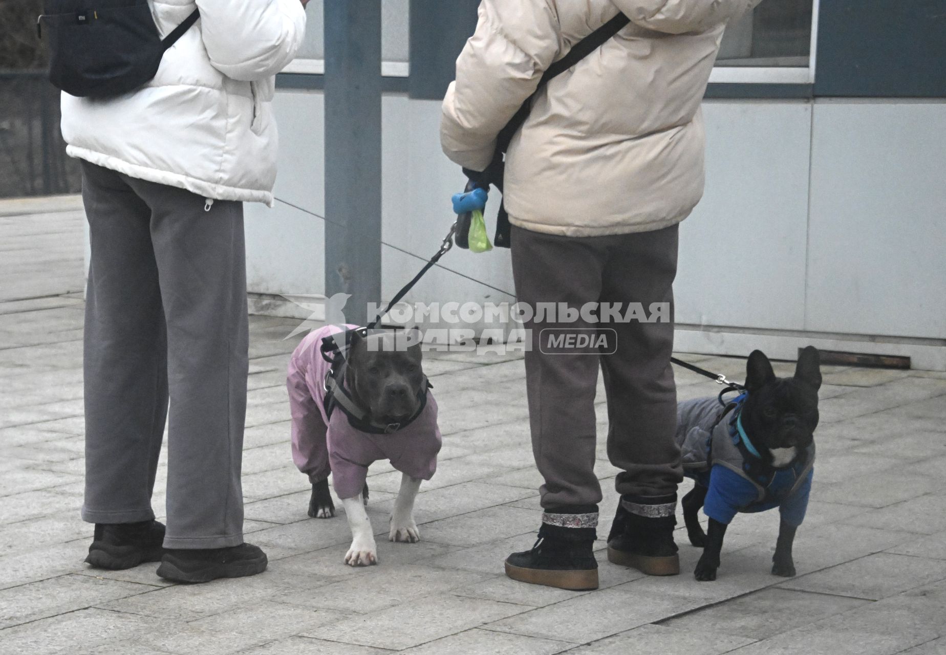 Девушки с собаками