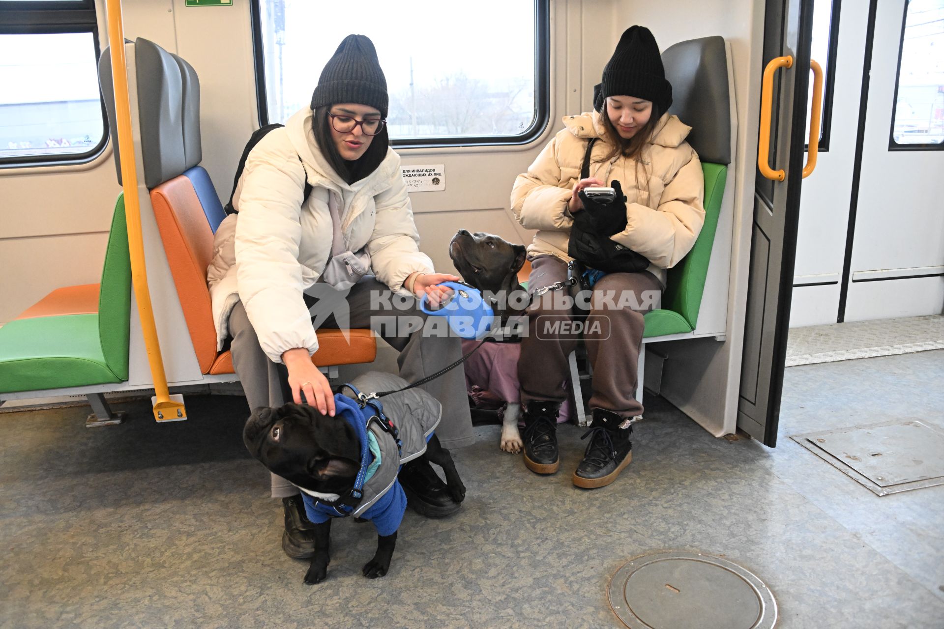 Девушки с собаками в электричке