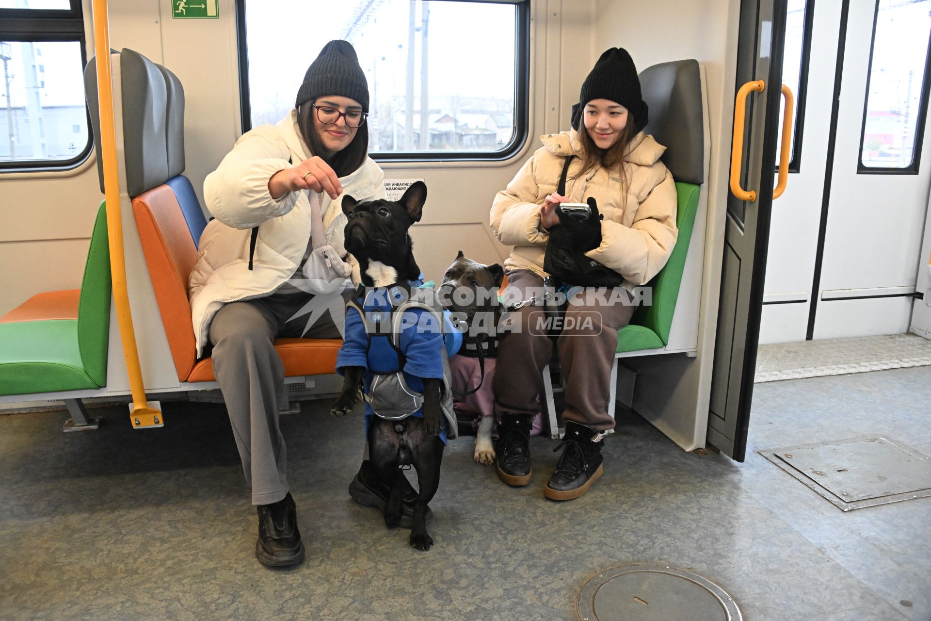 Девушки с собаками в электричке