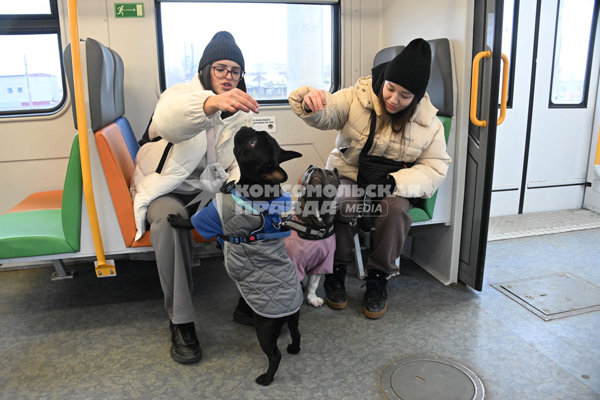 Девушки с собаками в электричке