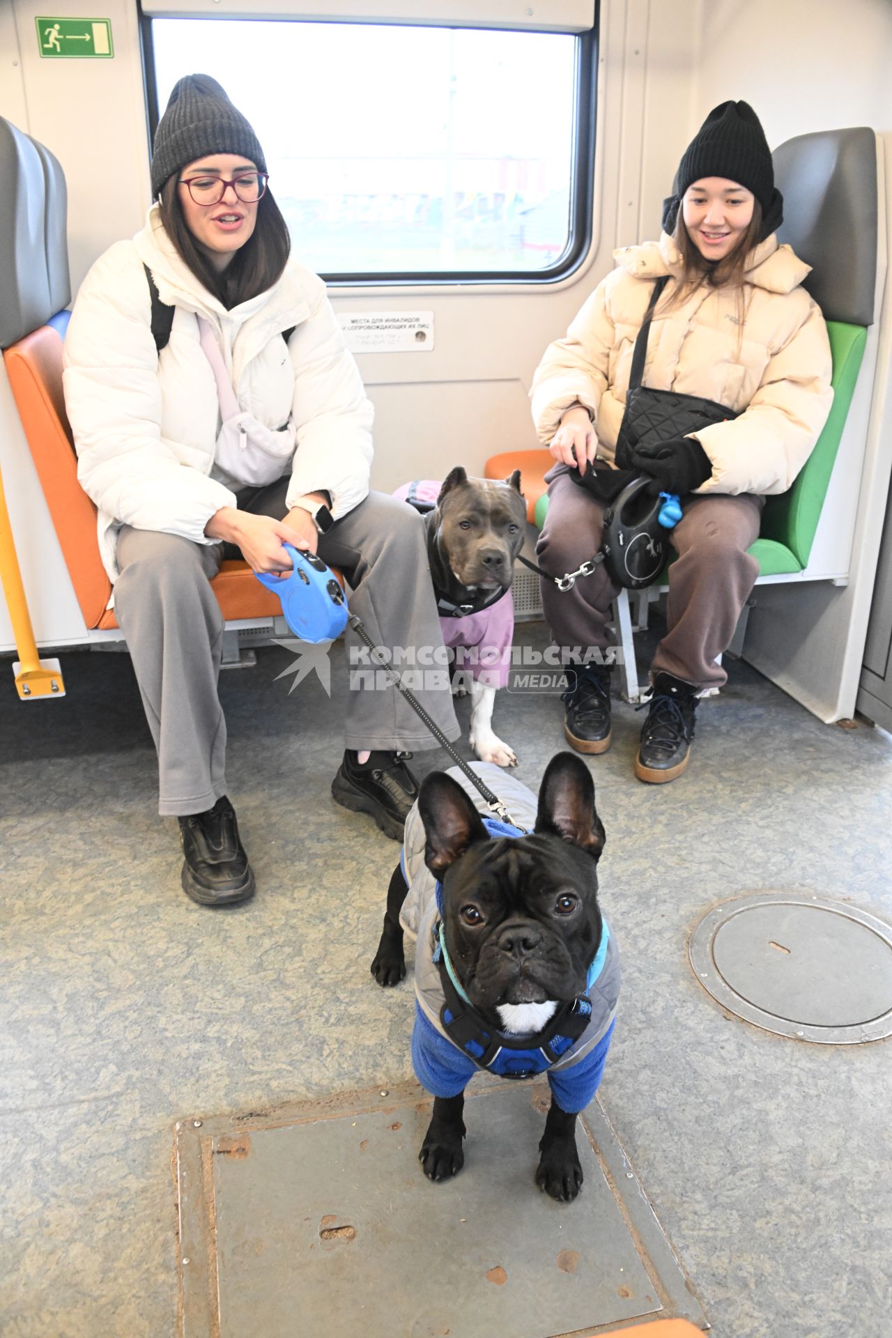 Девушки с собаками в электричке