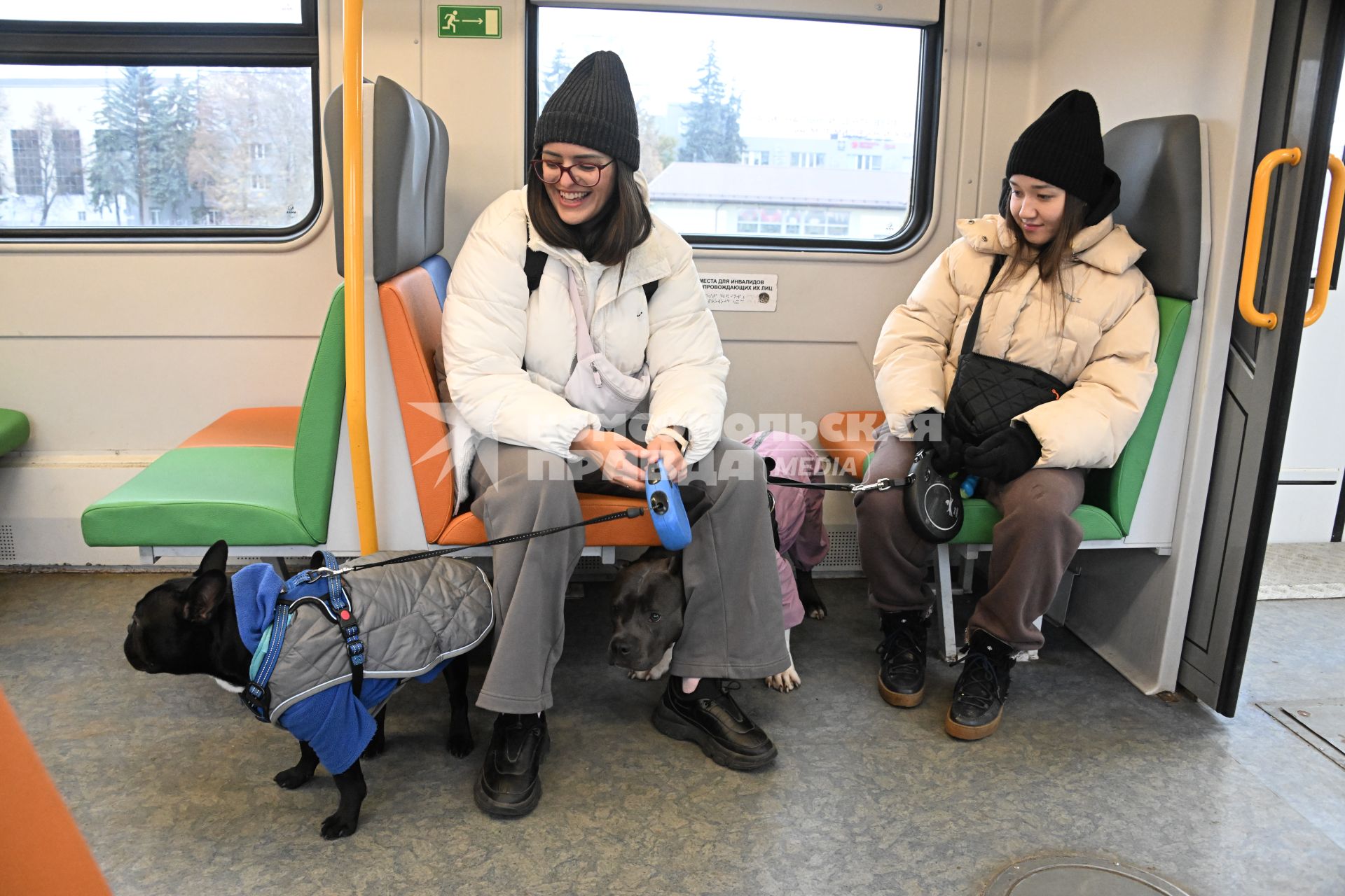 Девушки с собаками в электричке