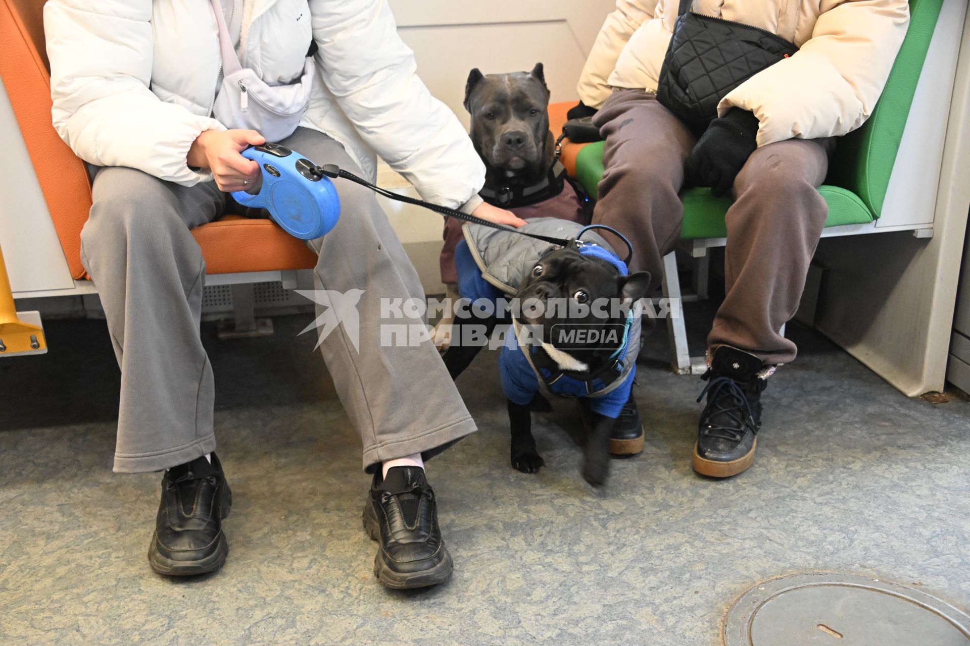 Девушки с собаками в электричке