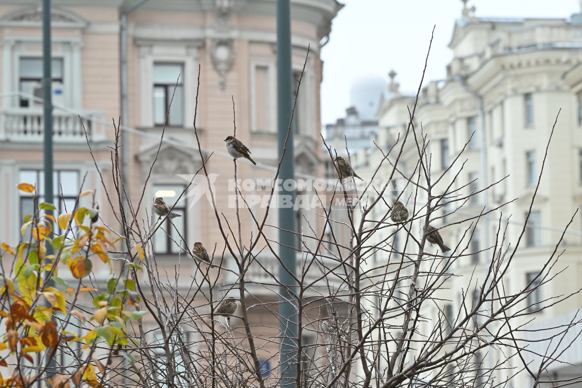 Повседневная жизнь Москвы