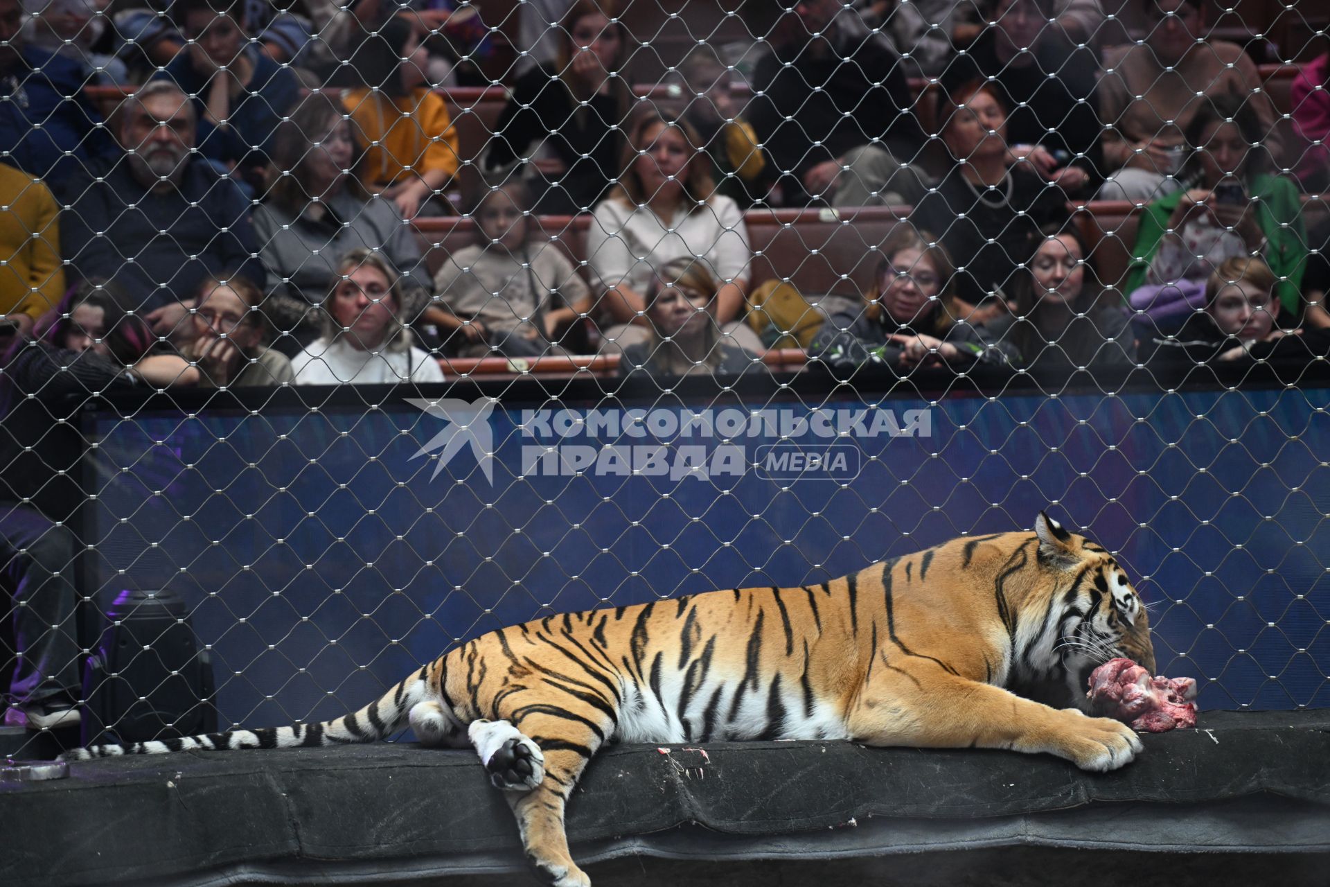 Открытая репетиция в Большом Московском цирке