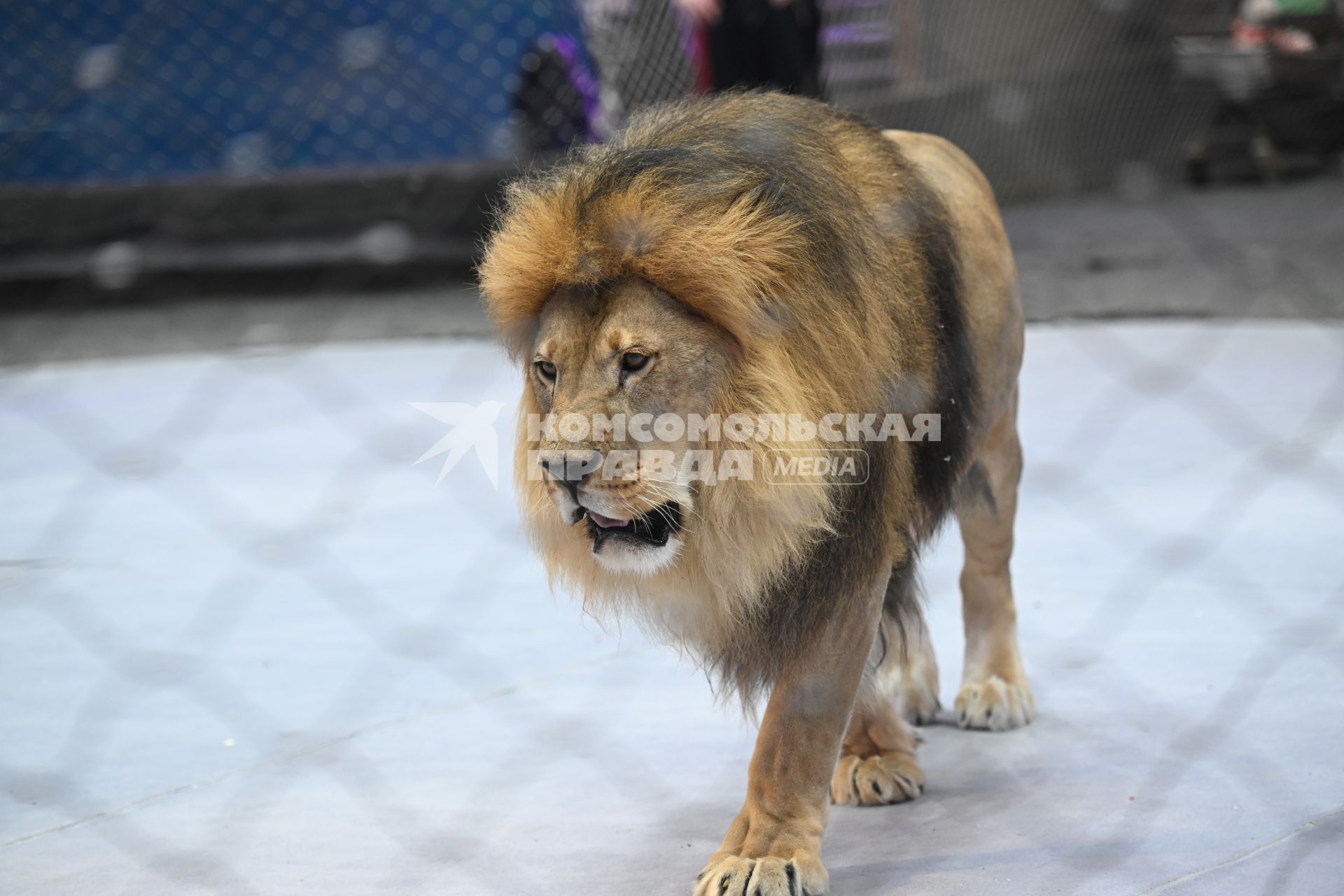 Открытая репетиция в Большом Московском цирке