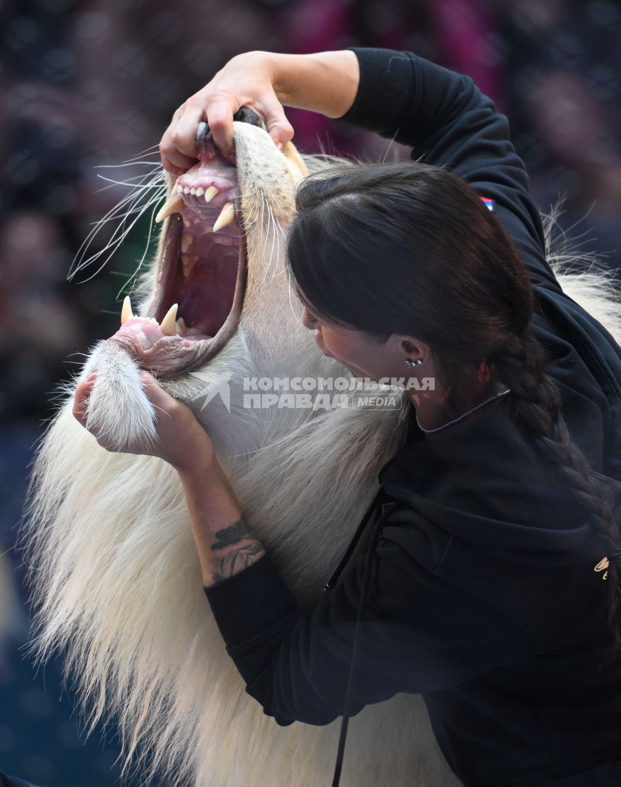 Открытая репетиция в Большом Московском цирке