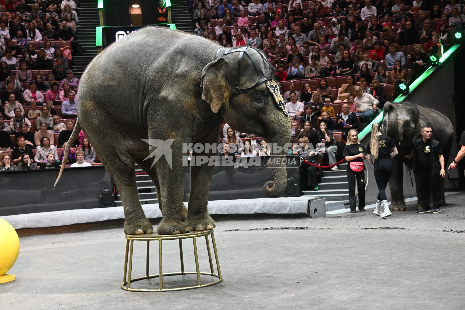 Открытая репетиция в Большом Московском цирке