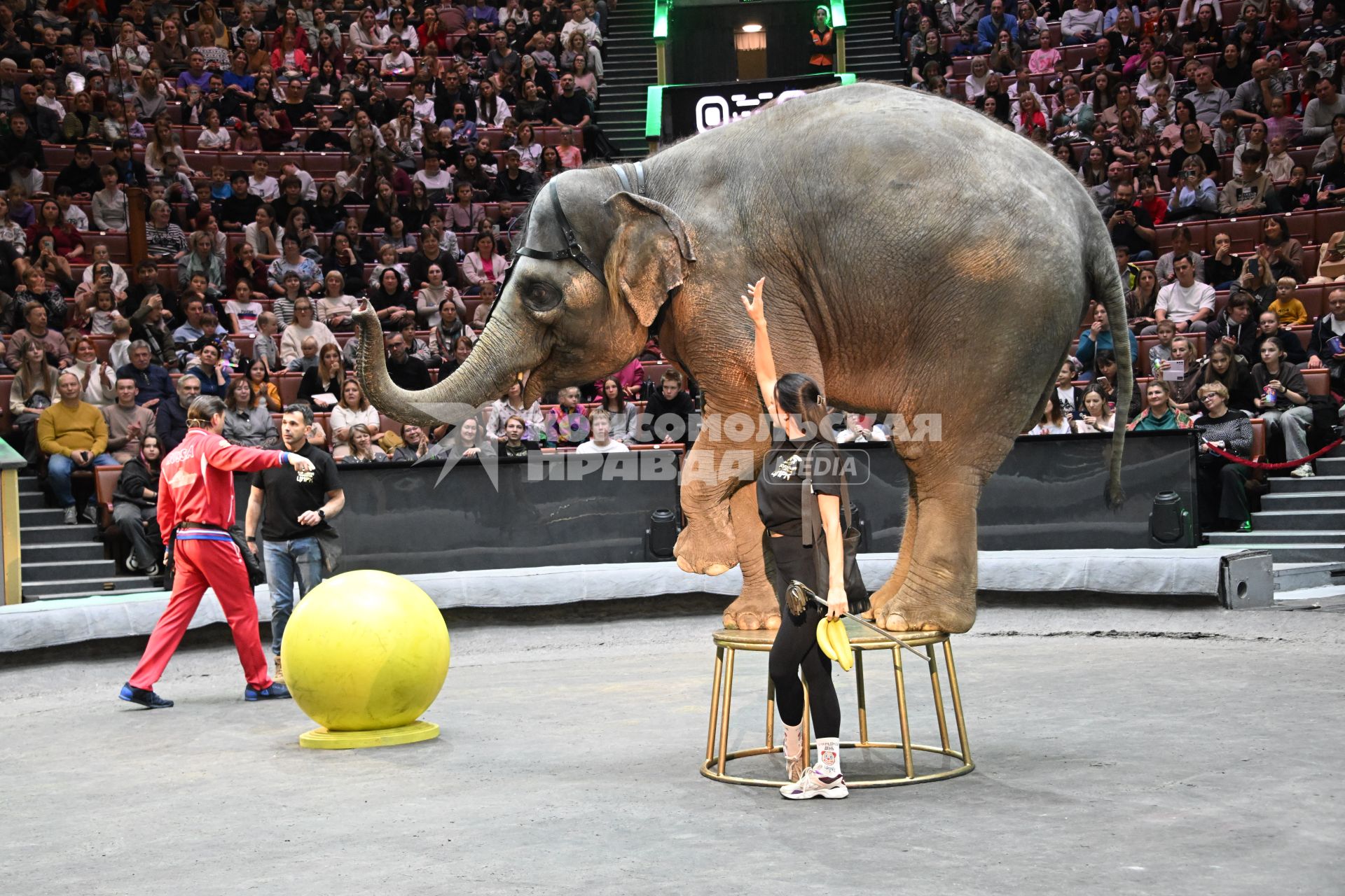Открытая репетиция в Большом Московском цирке