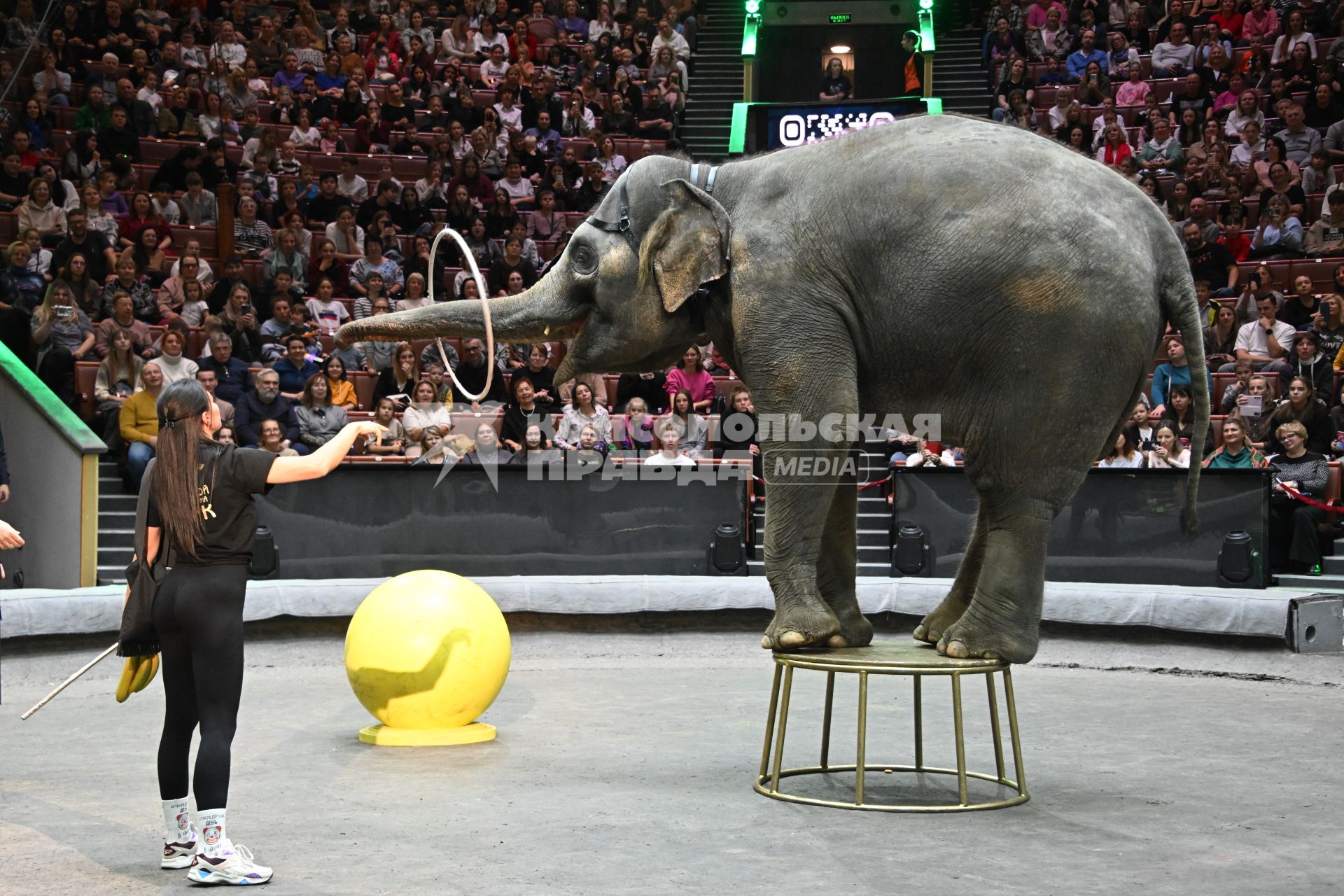 Открытая репетиция в Большом Московском цирке