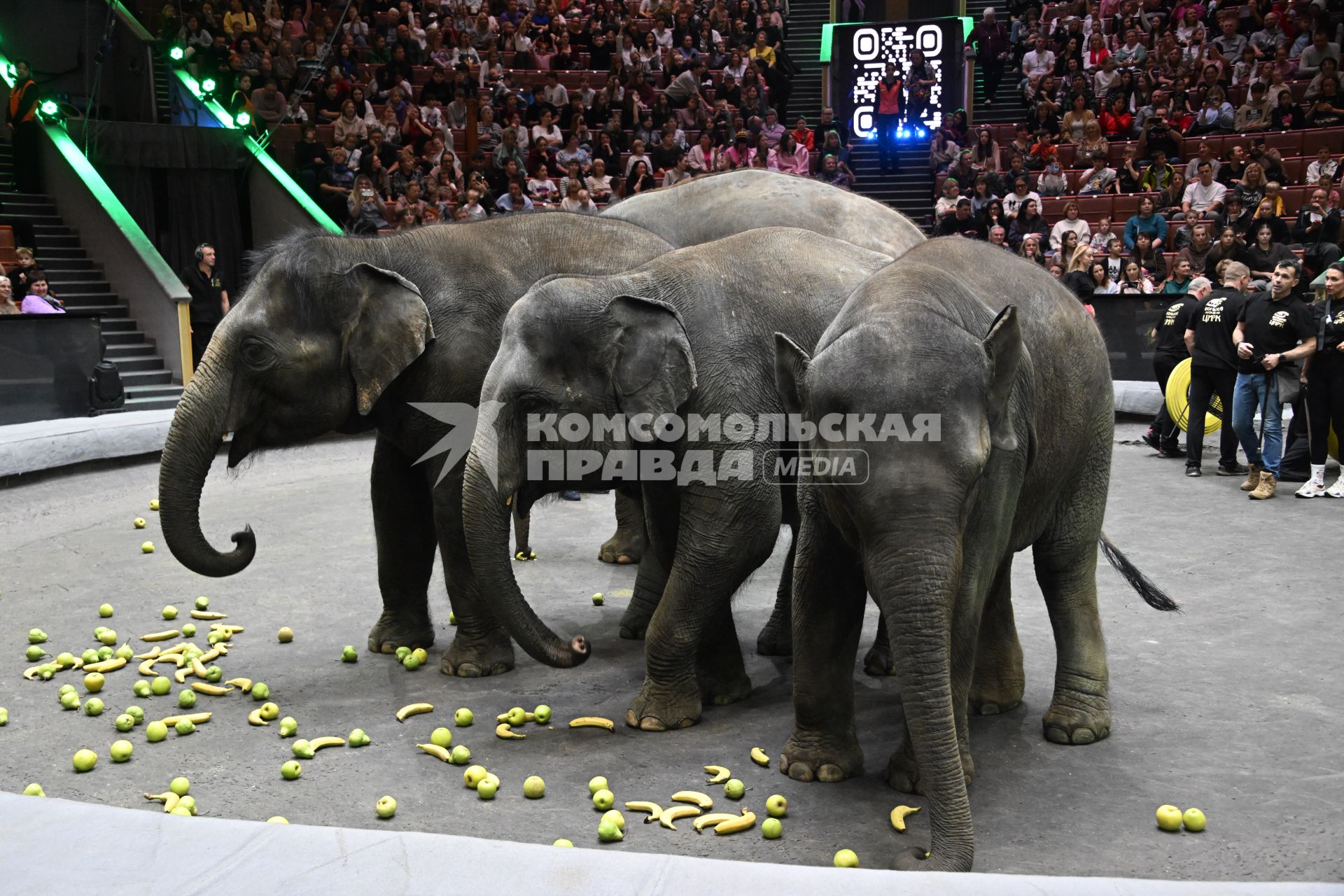 Открытая репетиция в Большом Московском цирке